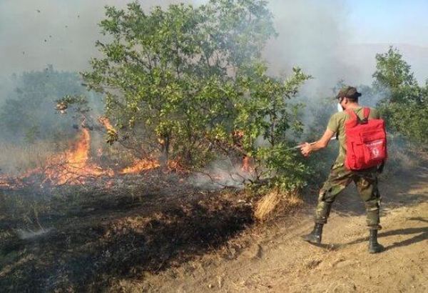 Минэкологии Азербайджана обратилось к населению в связи с лесными пожарами