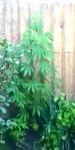 Narkotik tərkibli bitkilər becərən Zaqatala sakini saxlanılıb (FOTO)