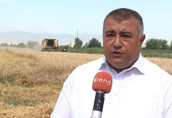 Пшеница убрана на более чем половине посевных площадей – Минсельхоз Азербайджана