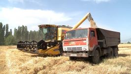 Wheat harvesting continues in villages of Azerbaijan's Tartar near liberated lands (PHOTO)