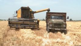 Карабахские фермеры соберут рекордный урожай зерна - Trend TV (ФОТО/ВИДЕО)