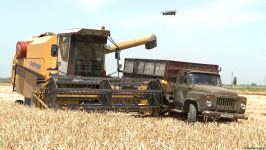 Grain harvesting continues in Azerbaijan’s Barda district (PHOTO)