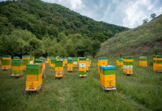 Kəlbəcər yaylaqlarına daha 2500 arı ailəsinin köçürülməsinə başlanılıb (FOTO)