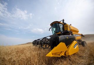 Уборка урожая завершена на 81,3% зерновых полей Азербайджана (ФОТО)