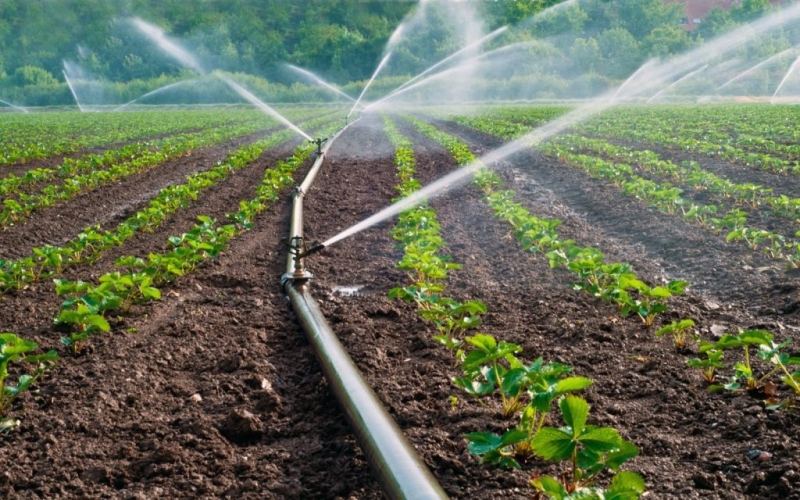 Rational use of land and water resources in Azerbaijan is priority - deputy minister