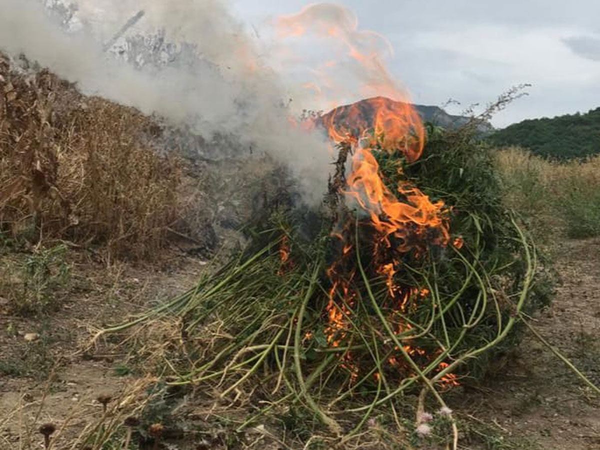 В Ходжавенде уничтожено более 300 кустов дикорастущей конопли