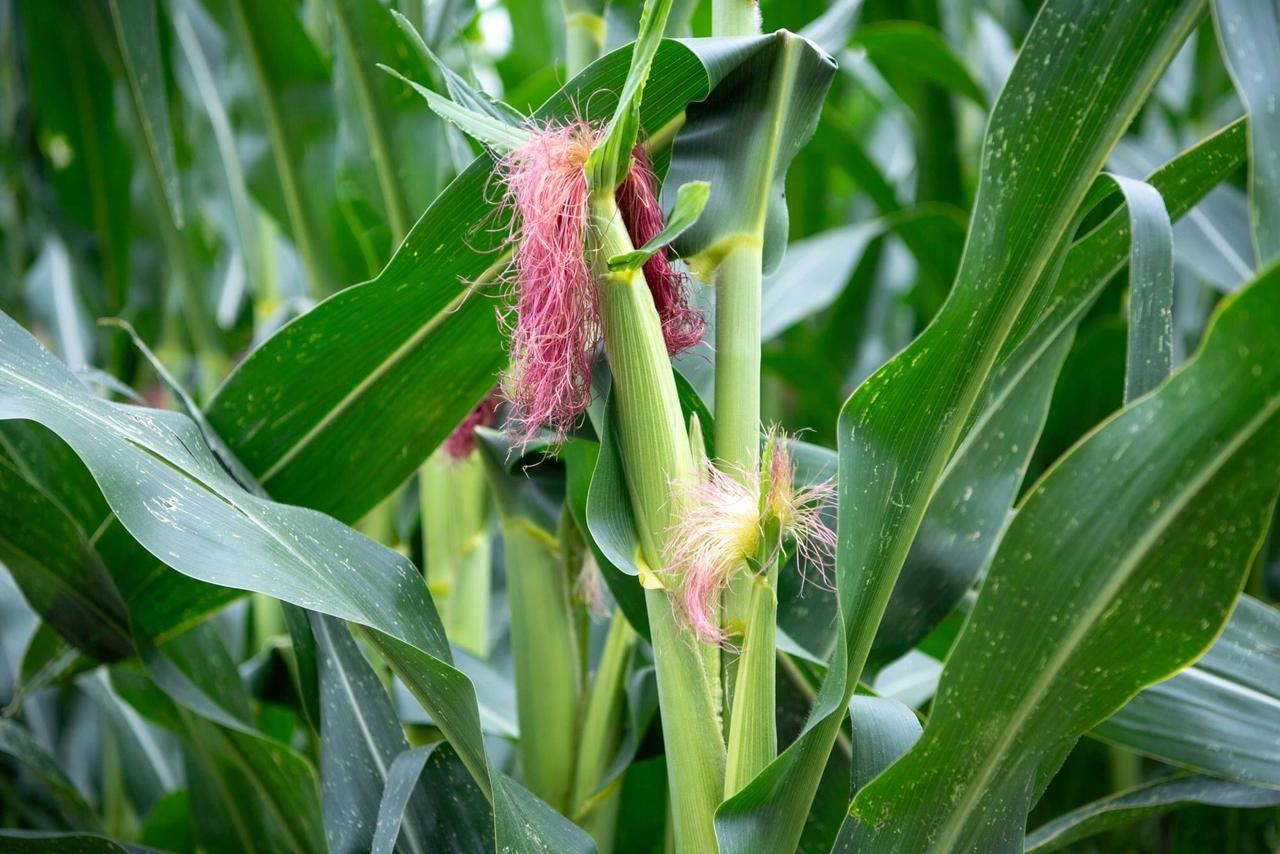 Назван размер субсидии на повторный сев кукурузы в Азербайджане (ФОТО)