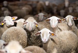 Georgia's sheep exports up