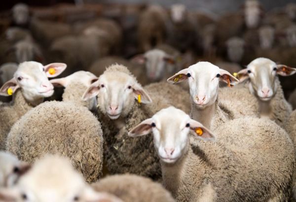 Turkmenistan discloses number of recieved offspring of sheep and goats in Balkan region
