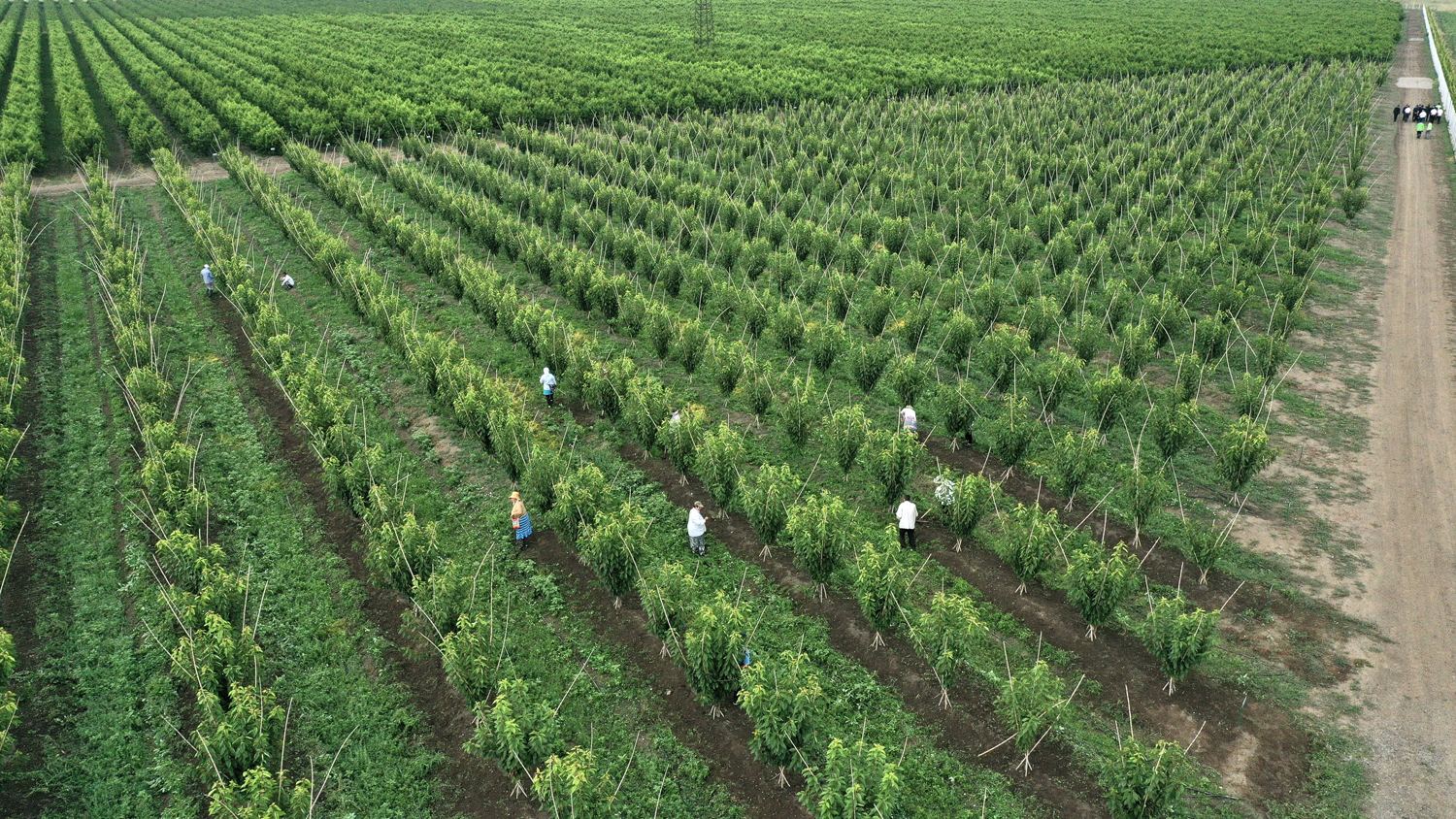 В этом году в Азербайджане подсолнух посажен примерно на 11 тыс. гектаров (ФОТО)