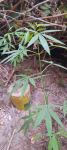 Saatlıda narkotik tərkibli bitkilərin kultivasiyası ilə məşğul olan şəxs saxlanılıb (FOTO)