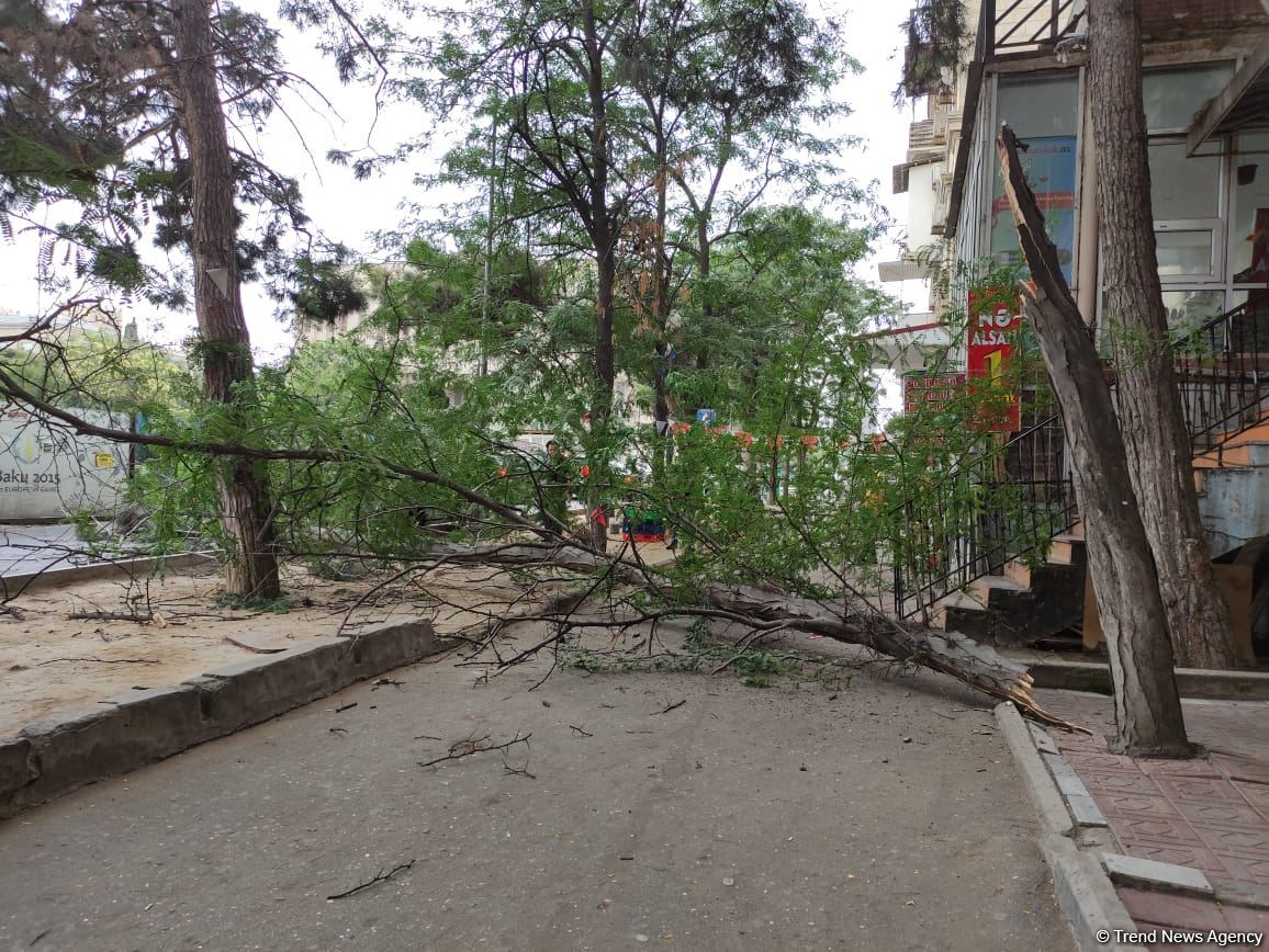 Bakıda ağac avtomobilin üzərinə aşdı (FOTO) 