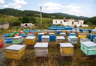Development of beekeeping in Karabakh to decrease honey prices -  Association of Beekeepers
