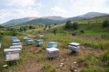 Вслед за Кельбаджаром пчеловодческие хозяйства перенесены и на пастбища Лачина (ФОТО)