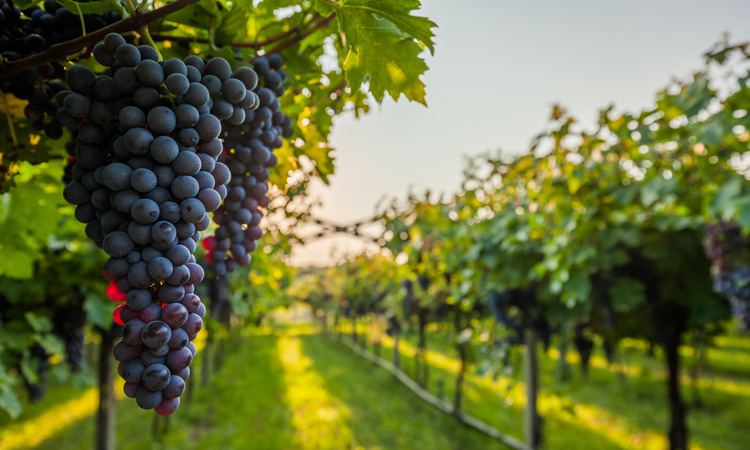 Uzbekistan increases grape exports for 10M2022