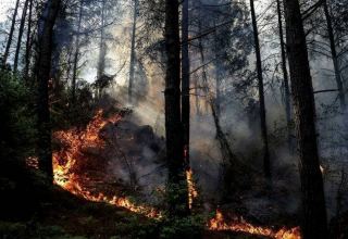В турецкой провинции Элязыг вспыхнул лесной пожар