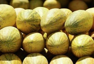 Turkmen enterprise supplies melons to Dubai for the first time