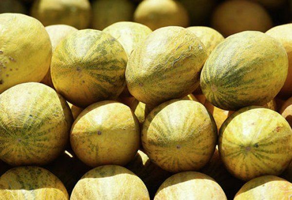 Turkmen enterprise supplies melons to Dubai for the first time