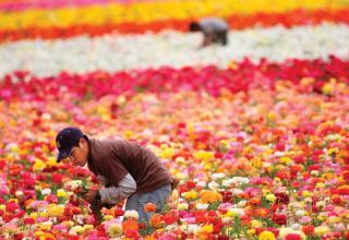 Uzbekistan to allocate funds for developing floriculture