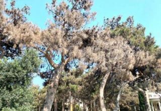 Paytaxtda xəstə ağaclar kəsilir (FOTO)