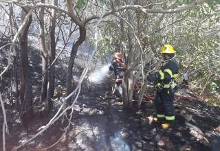 Xətaidəki ağaclığın qəsdən yandırıldığı barədə şübhələr var - Nazirlik rəsmisi