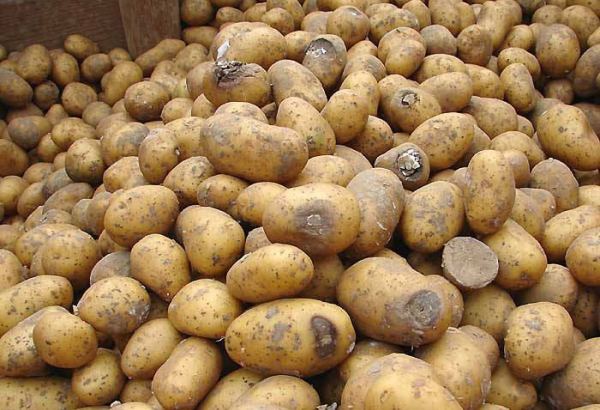 Kartofun qonur çürüməsi xəstəliyinin iqtisadi zərərləri və mübarizə üsulları (FOTO)