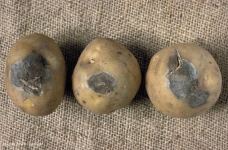 Kartofun qonur çürüməsi xəstəliyinin iqtisadi zərərləri və mübarizə üsulları (FOTO)