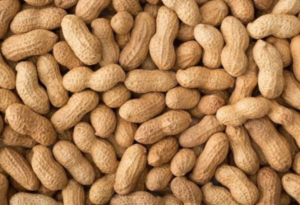 Узбекская компания отгрузила первую партию арахиса в Великобританию