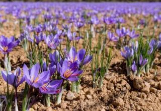 Iran increases area under saffron cultivation