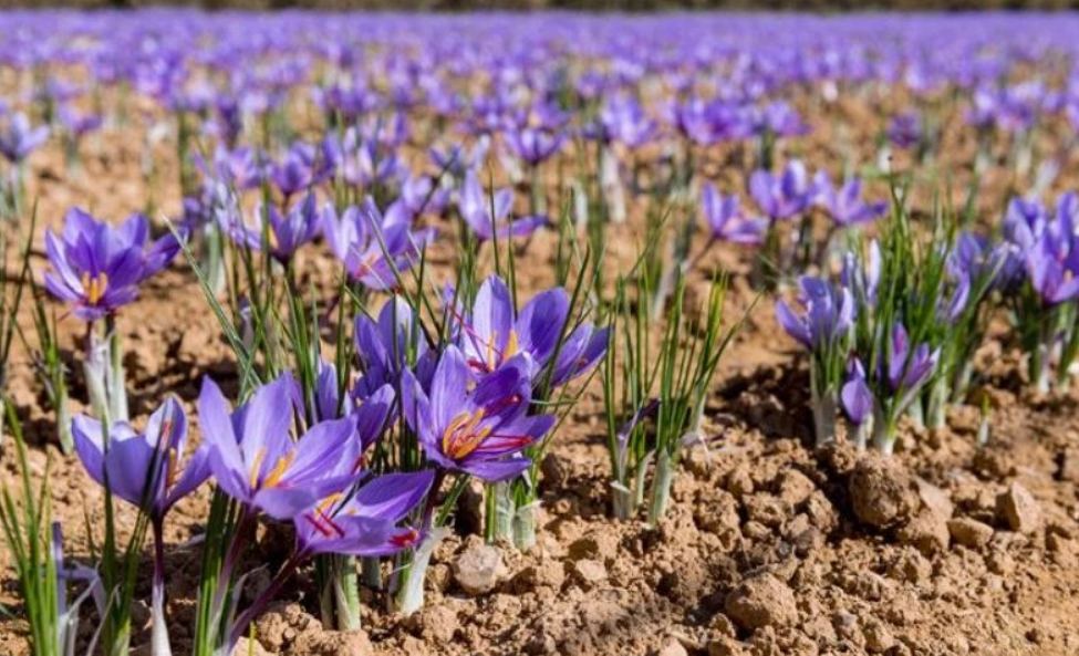 Uzbek BMB Group to organize export of saffron to Spain