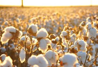 South Korean company ready to organize cotton-textile cluster in Uzbekistan