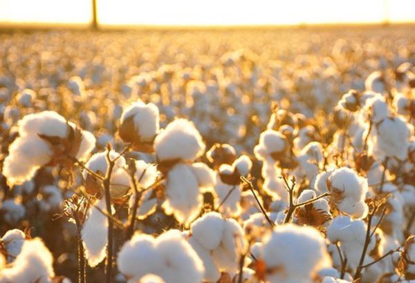 Mass cotton harvest begins in Turkmenistan