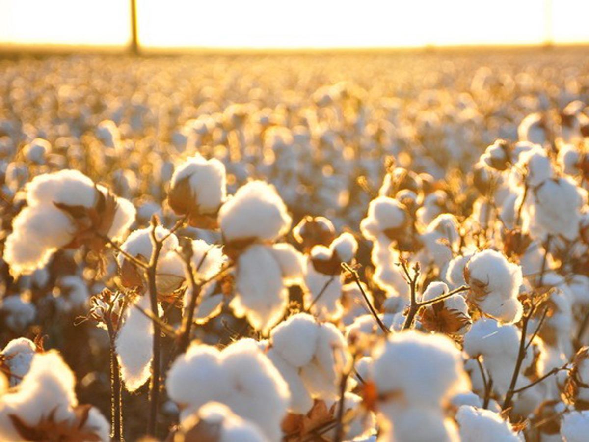 Kazakhstan to gradually reduce area under rice, cotton crops