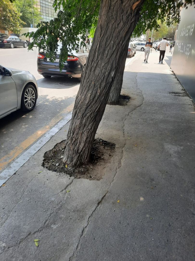 Bakıda asfaltlanan ağacların dibi təmizləndi (FOTO)