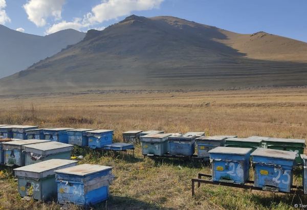 Azerbaijan continues relocating sheep, bee farms to liberated lands