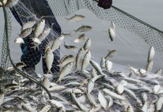 Iran expands fishing of bony fish in Caspian Sea