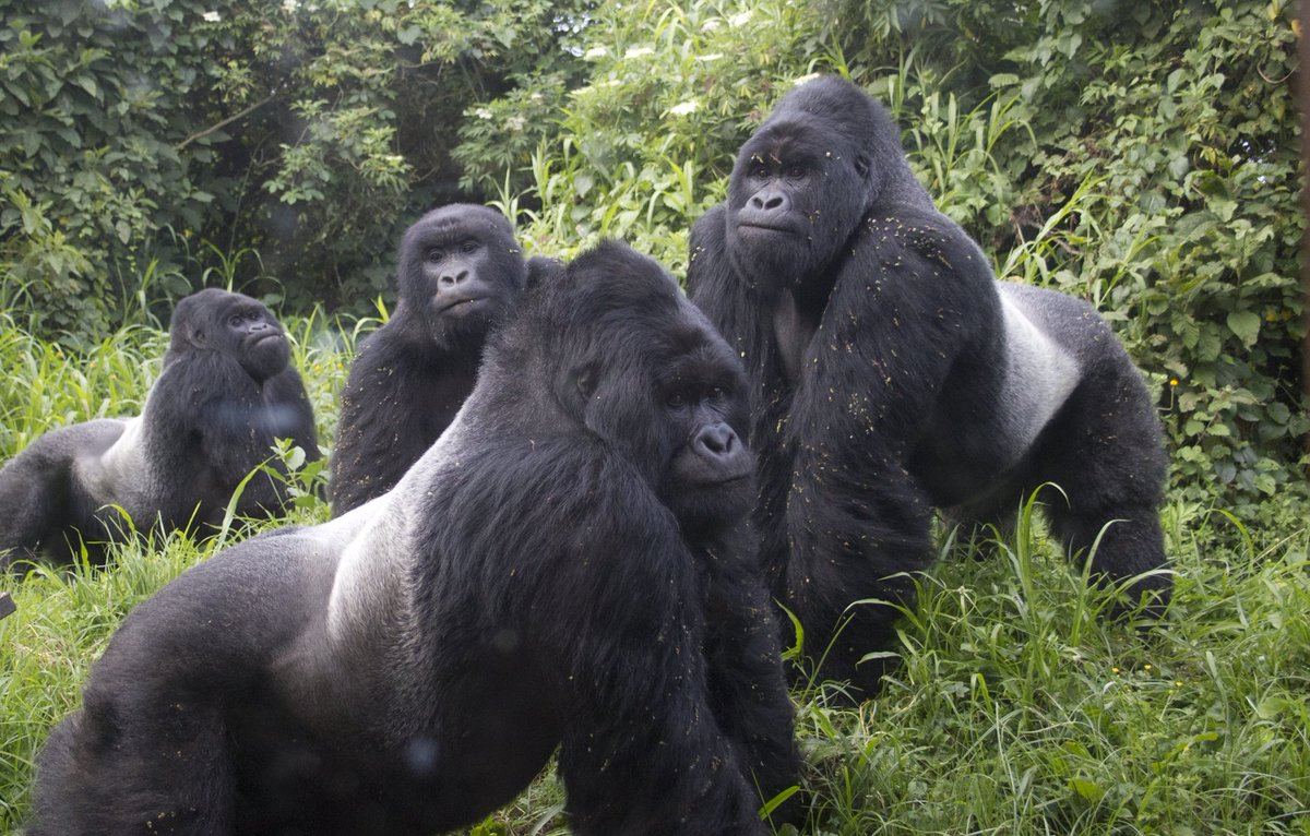 Больше десяти горилл заразились коронавирусом в американском зоопарке
