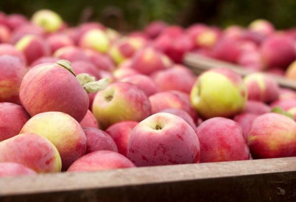Russia remains main importer of Georgian apples