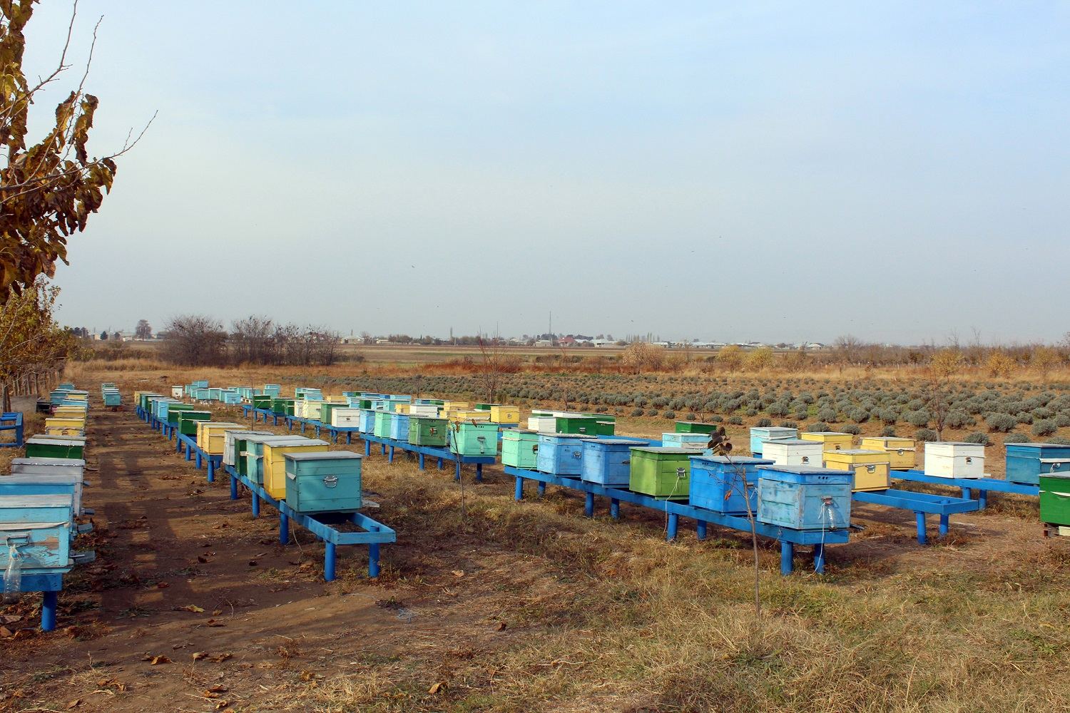 Для женщин-фермеров Кюрдамира будут созданы пчеловодческие хозяйства