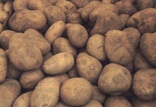 Азербайджан вернул Грузии до 90 тонн зараженного картофеля