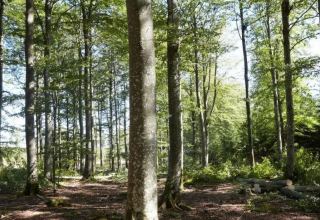 EU, UNDP  to help sustainably manage forests in Georgia