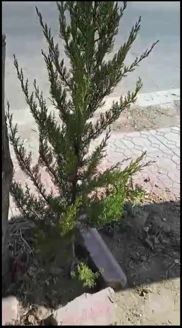 Bakıda bu ünvanda kəsilən ağacların yerinə yeniləri əkildi (FOTO/VİDEO)