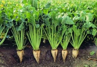 Kazakhstan to boost subsidies for growing sugar beets - ministry