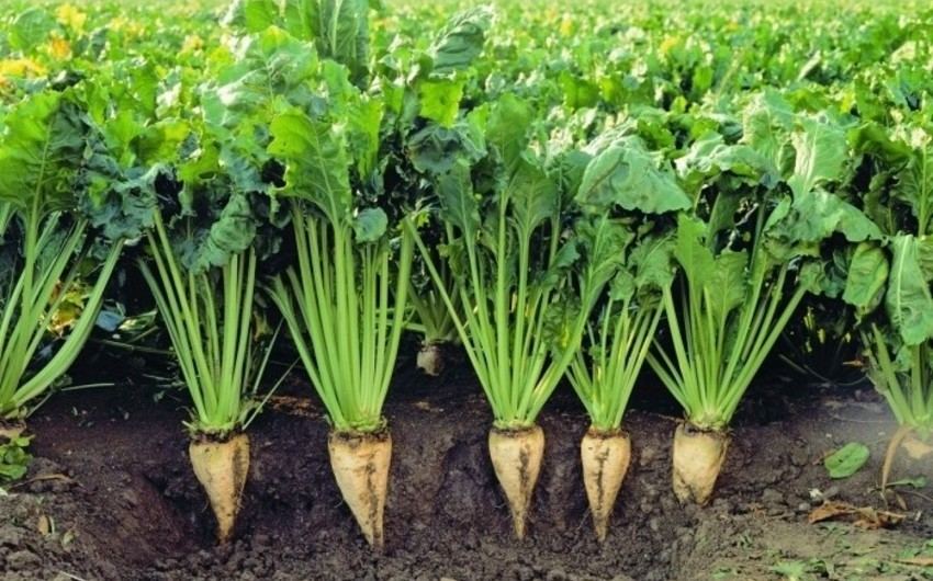 Iran provides loans on cultivation of sugar beet