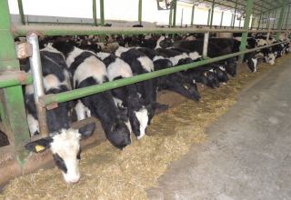 В Азербайджане продолжаются мониторинги на выявление болезней крупного и мелкого рогатого скота