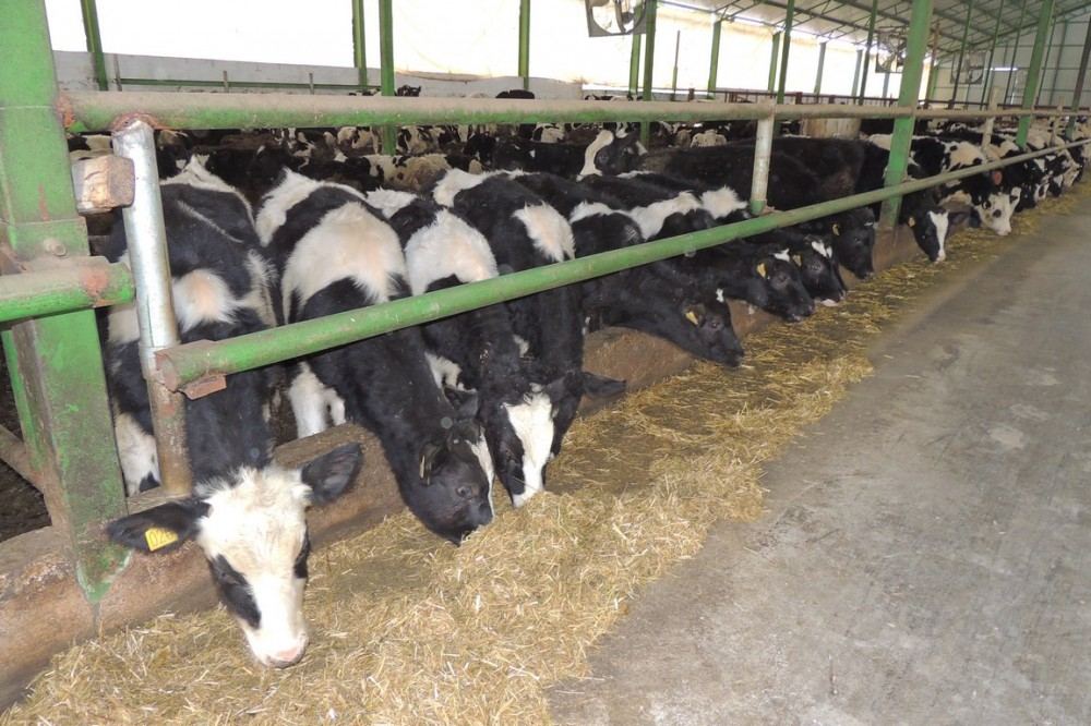 Kazakhstan notes increase in livestock production