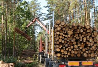 Найден способ правильной вырубки лесов для спасения планеты