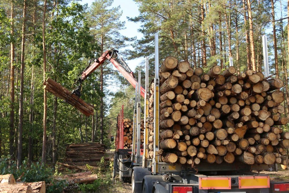 В Шотландии начали вырубать деревья ради спасения планеты