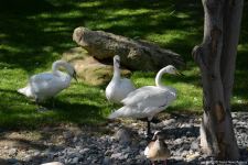 Bakı Zooloji Parkının ilk ziyarətçiləri şəhid övladları və uşaq evlərinin sakinləri olub (FOTO)