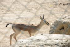 Children of martyrs and from orphanages become first visitors of Baku Zoo (PHOTO)